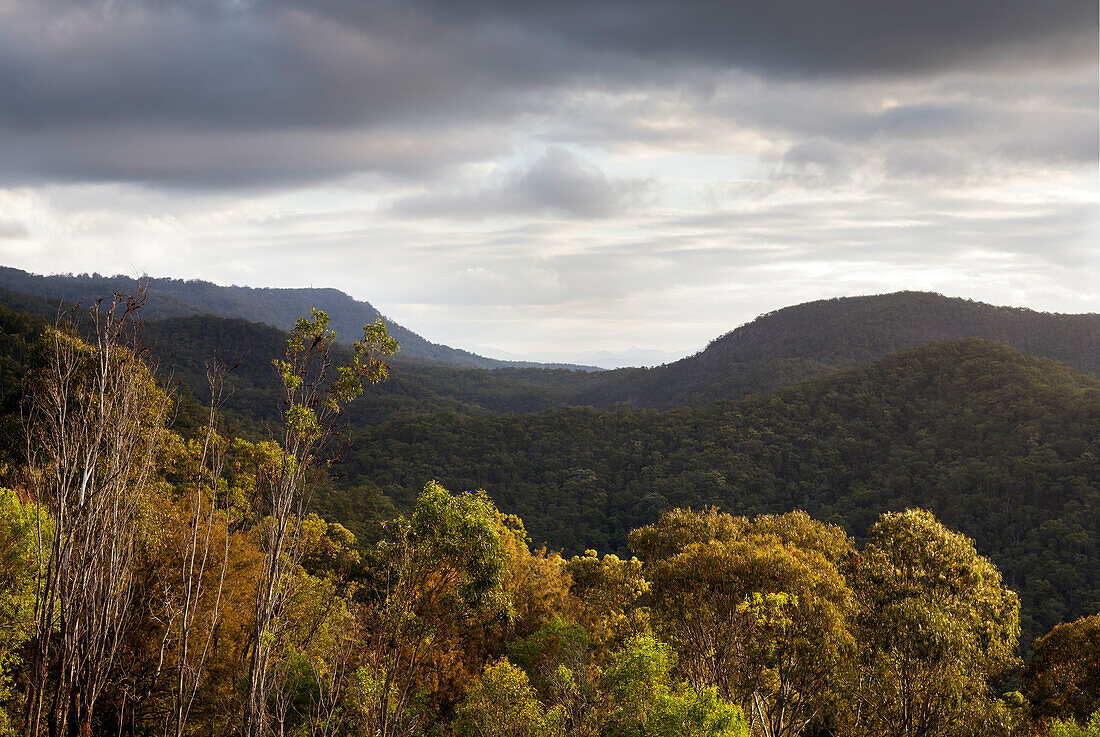 Blick über das ursprüngliche australische Buschland zu den Hügeln von Mount Tamborine - Gold Coast