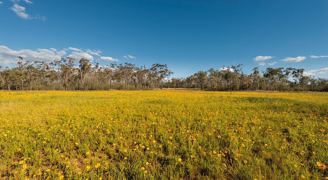 Feld der gelben Blumen mit australischem gebürtigem Busch im Hintergrund