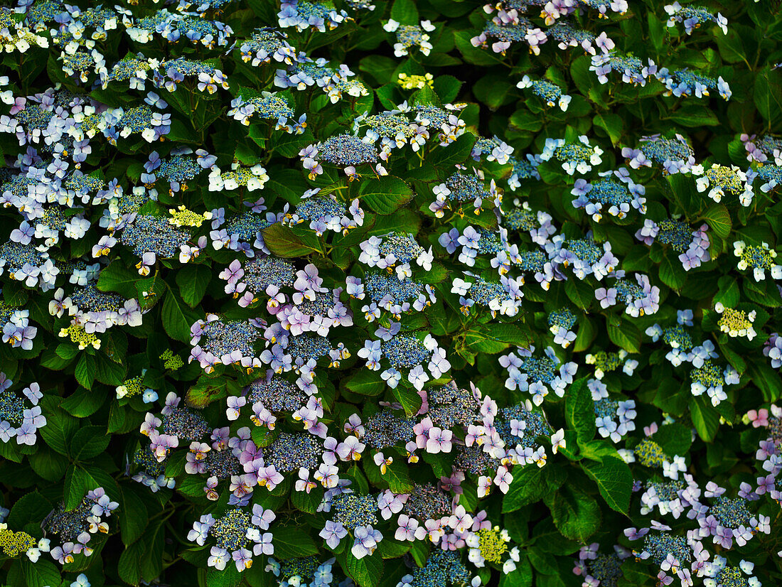 Blühender Busch der blühenden Lace Cap Hortensie in verschiedenen Blütestadien