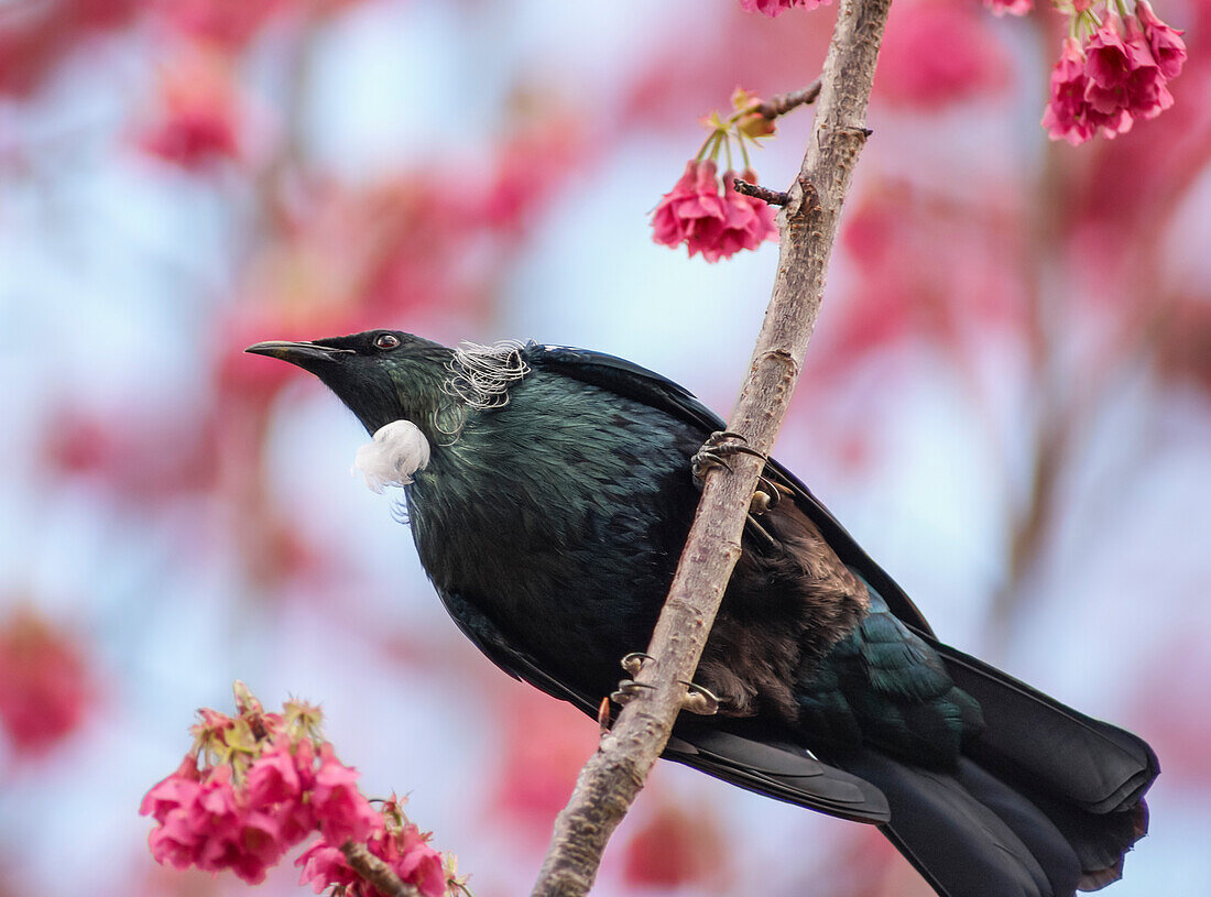 New Zealand Tui perched in a flowering cherry tree