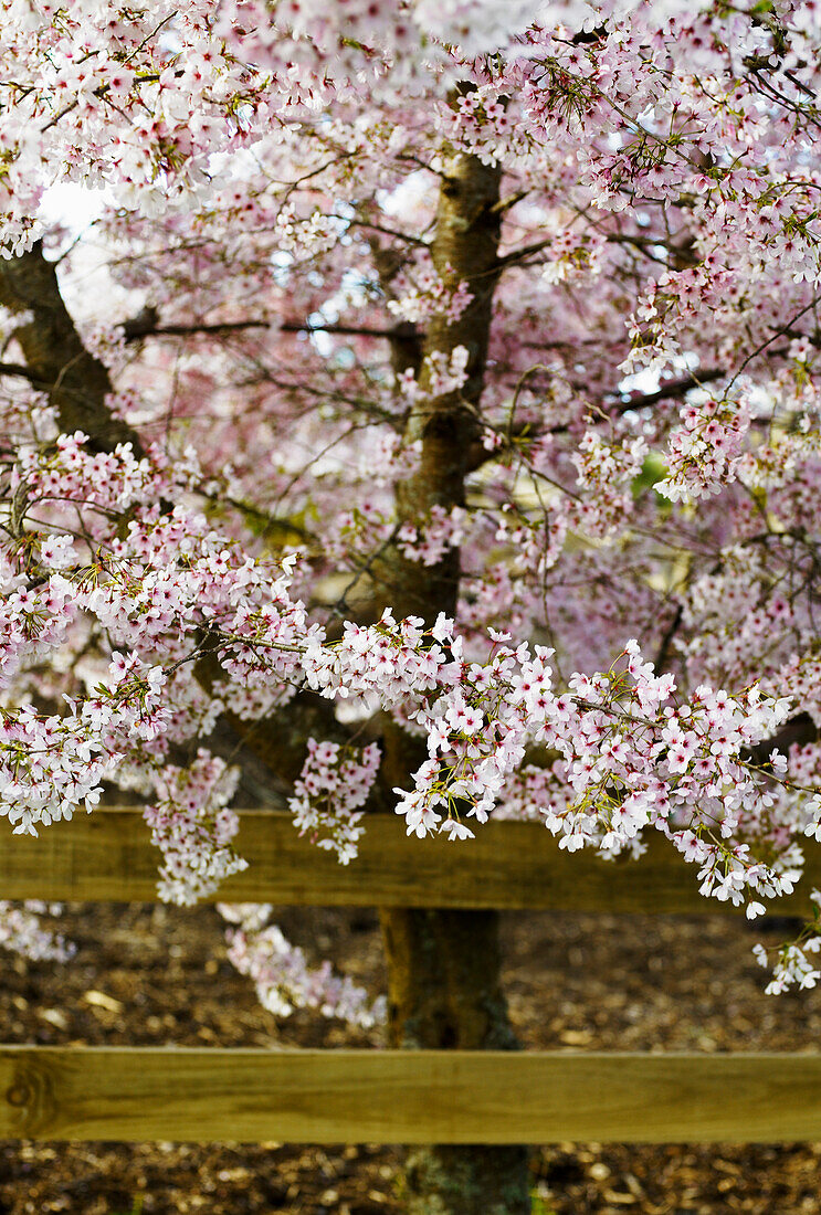 Flowering cherry blossom tree hanging over wooden fence