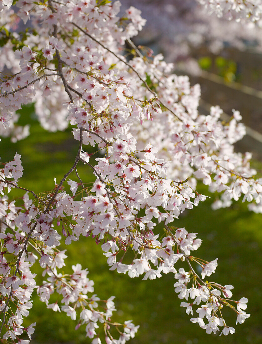 Hängende Zweige blühender Kirschblüten