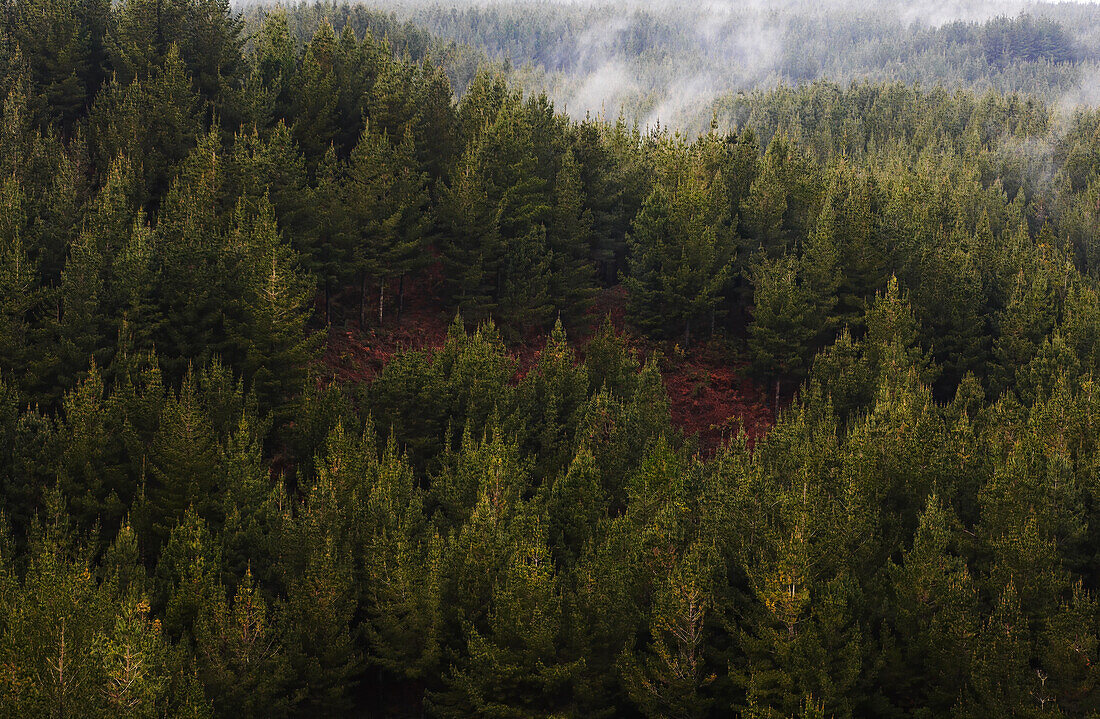 Aerial view of mist over Pine Tree Forest
