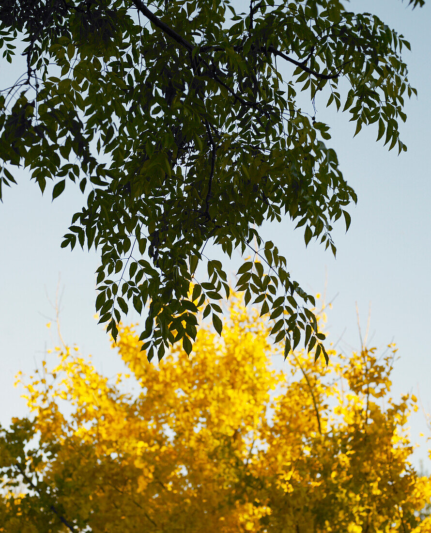 Branches of green leaves and branches of gold leaves against blue sky