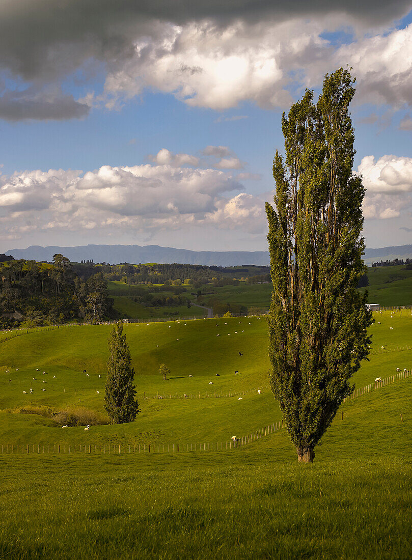 Landscape of Dairy Farm