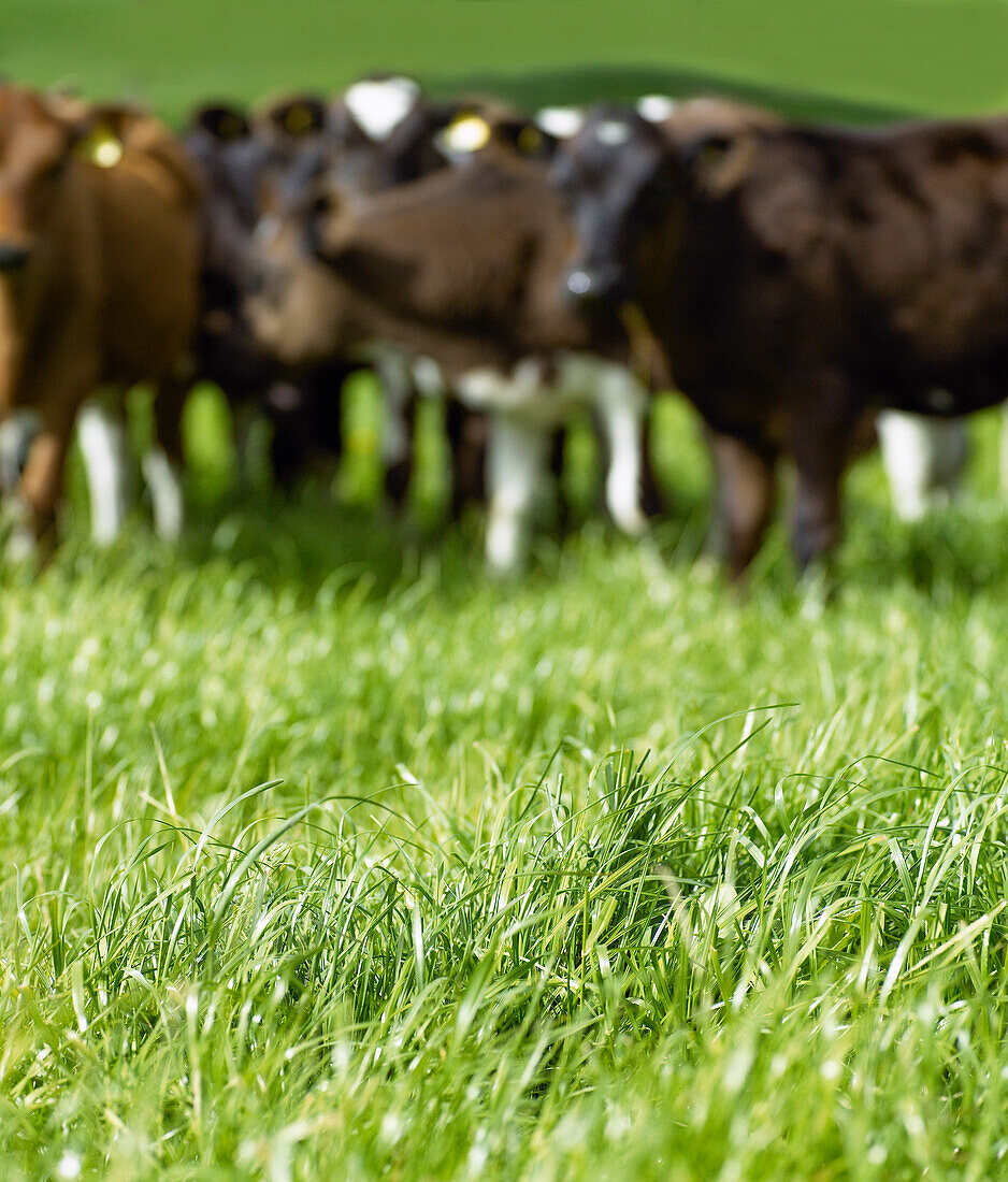 Friesean calves in green field