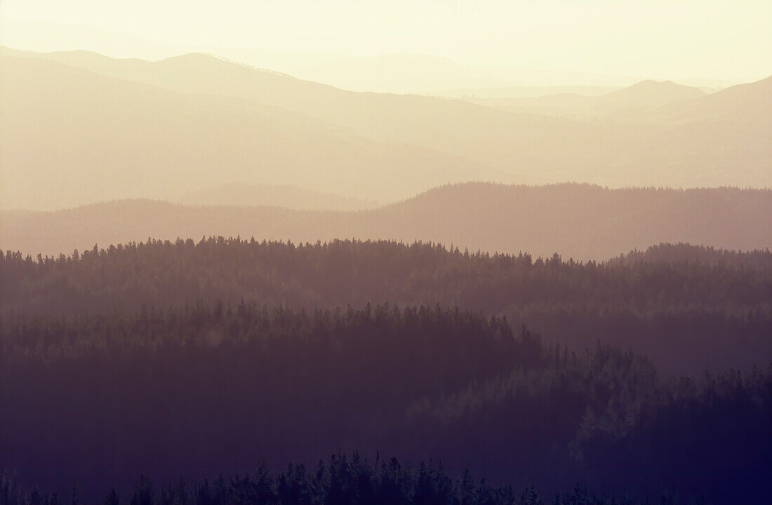 Hazy golden light over rows of hills covered in Pine Trees