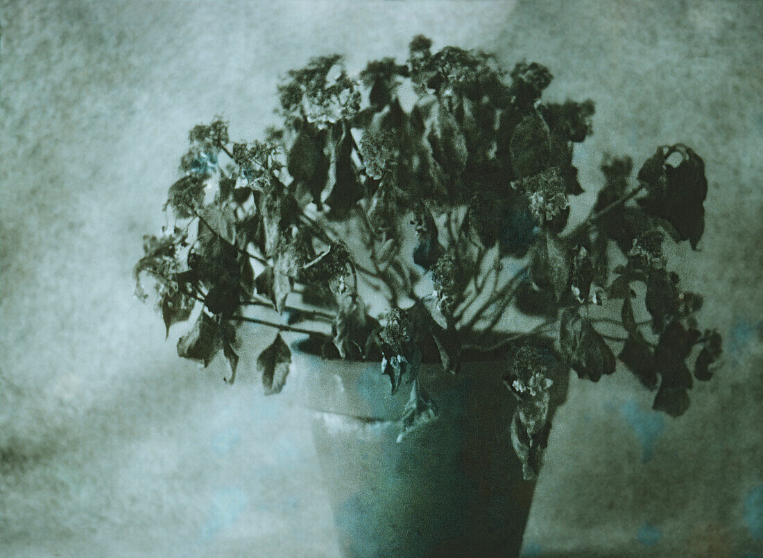 Ausgetrocknete Hydrangea-Pflanze und Blütenköpfe im Terrakotta-Topf