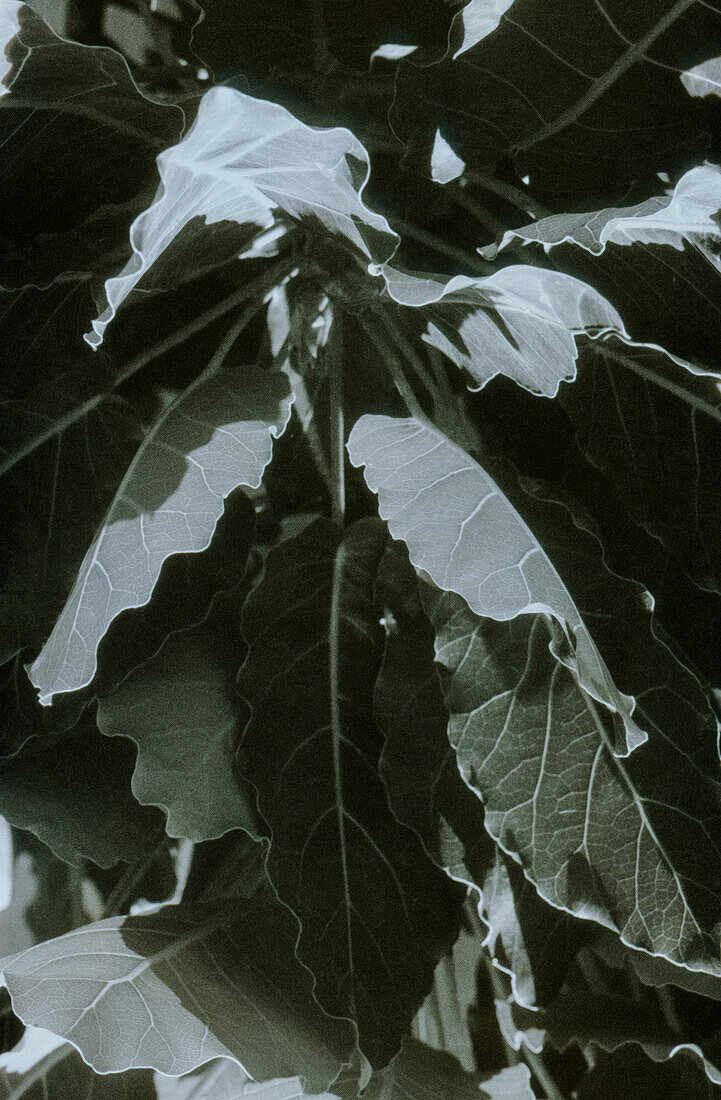 Large grey/green leaves of plant