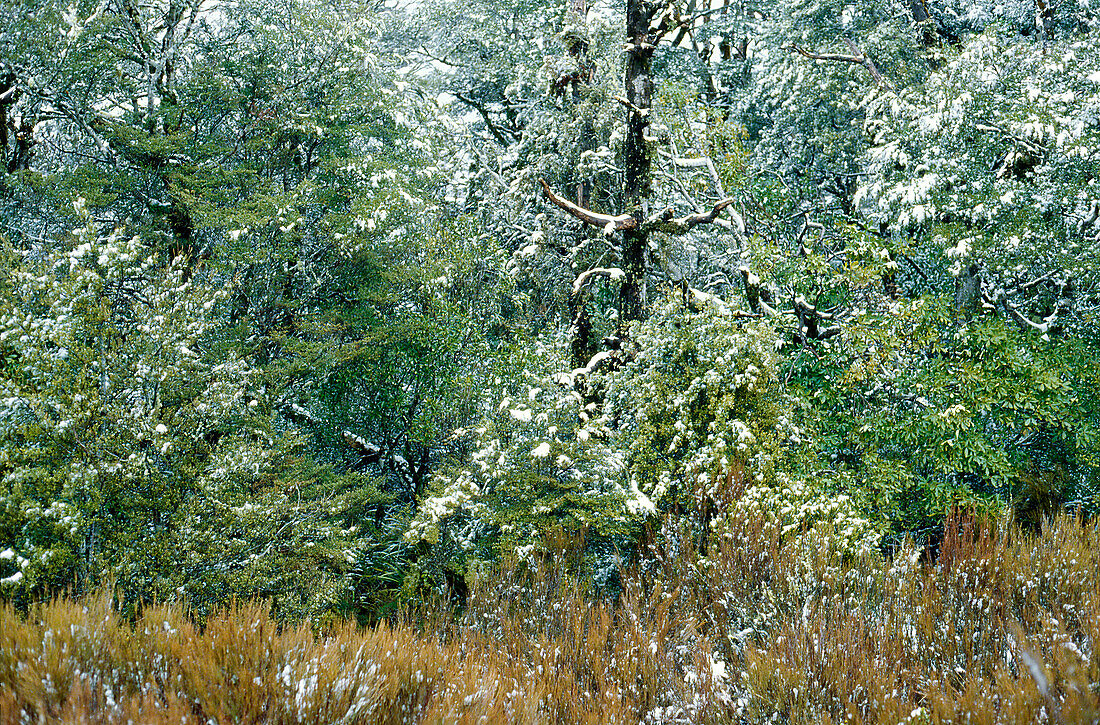 Schnee, der auf Bäumen und Vegetation in der Wildnis staubt