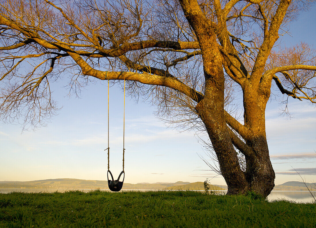 Tyre swing hanging from big bare tree, late afternoon overlooking lake in winter