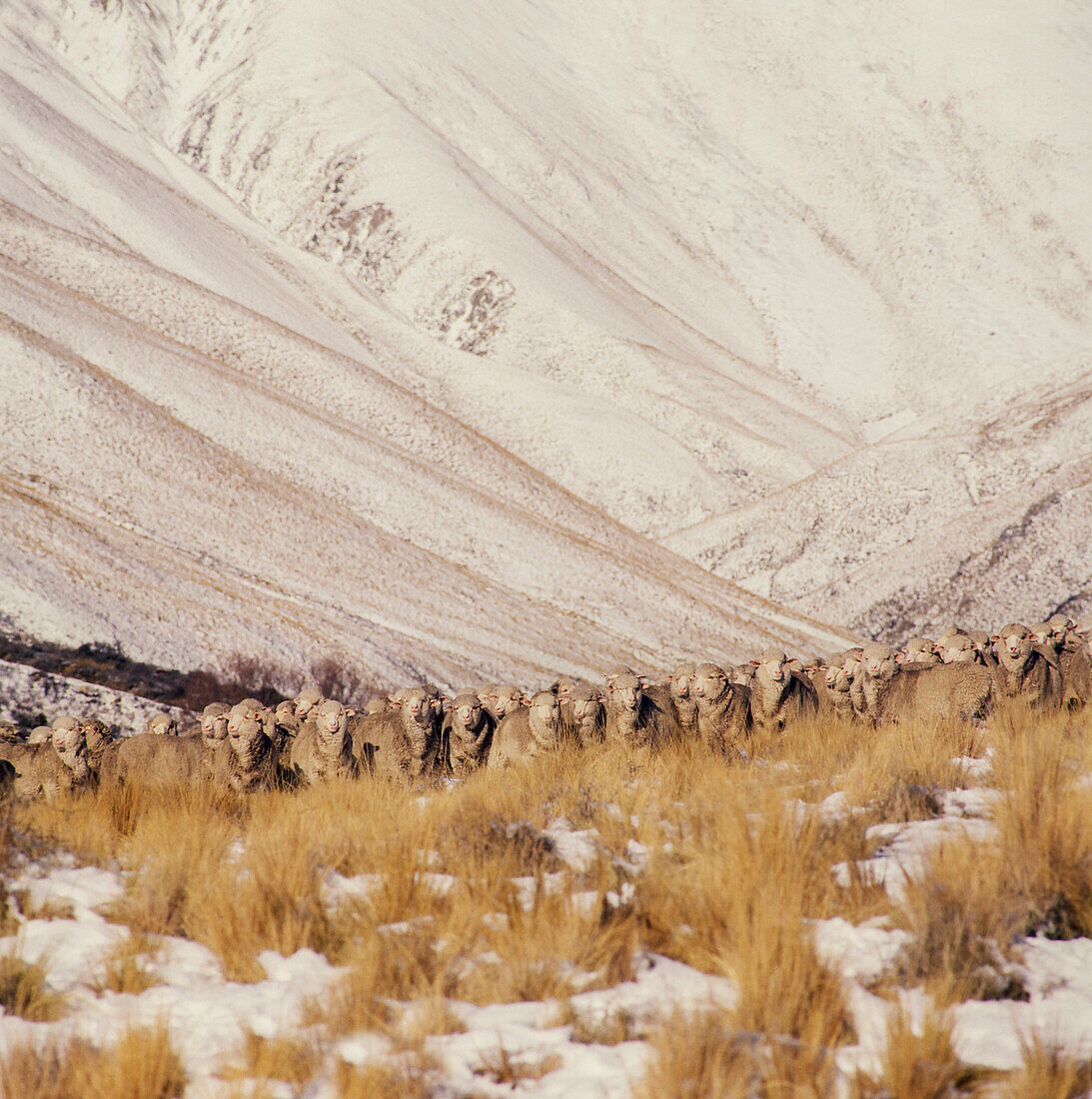Herde Marino-Schafe unter Büschelgras auf schneebedecktem Boden und Bergen im Hintergrund