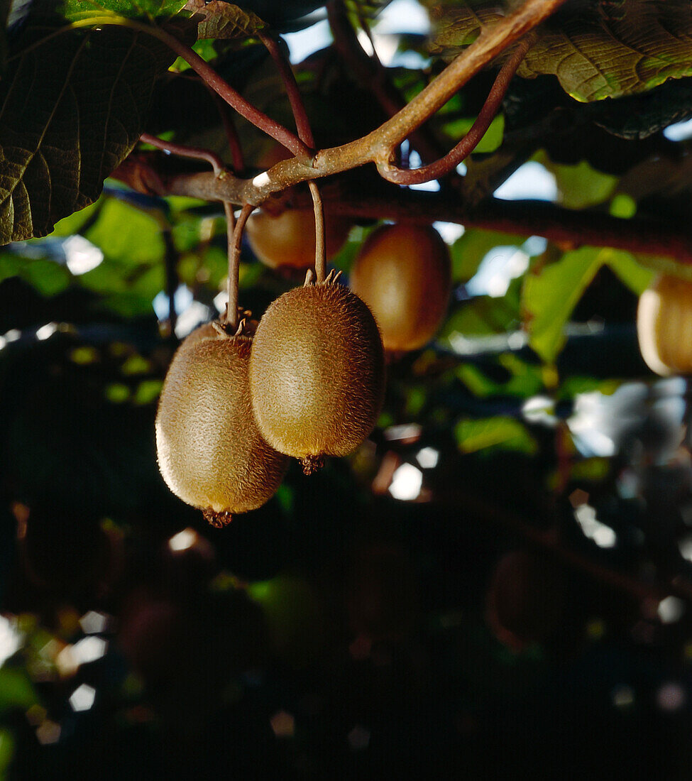 Mature kiwifruit hanging from vine