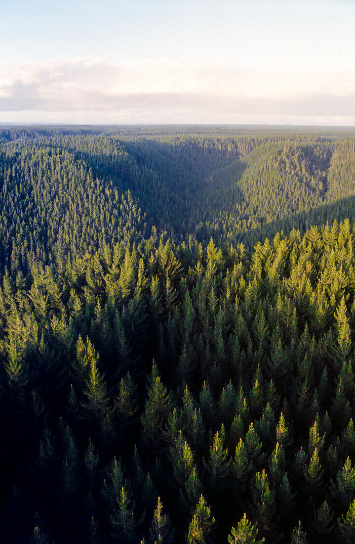 Aerial of pine tree forest in late afternoon light