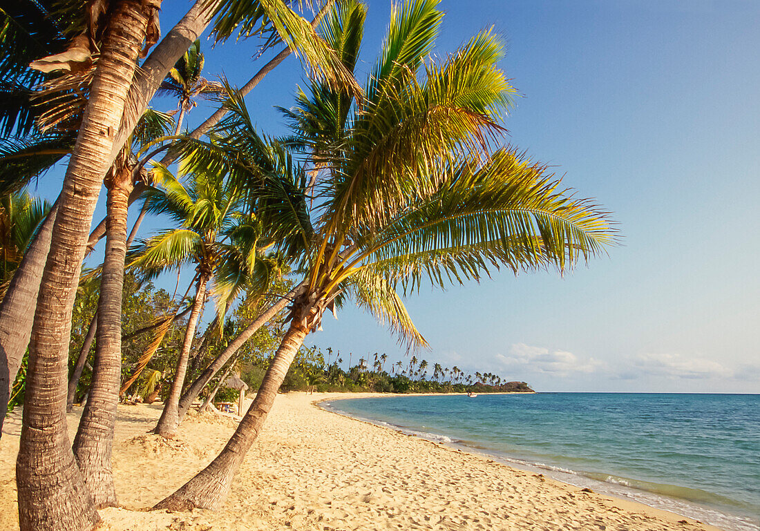 Palmen säumen den Strand in Fidschi