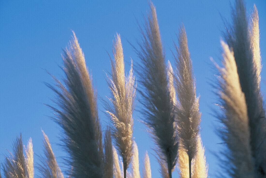 Fluffy toi toi heads against blue sky