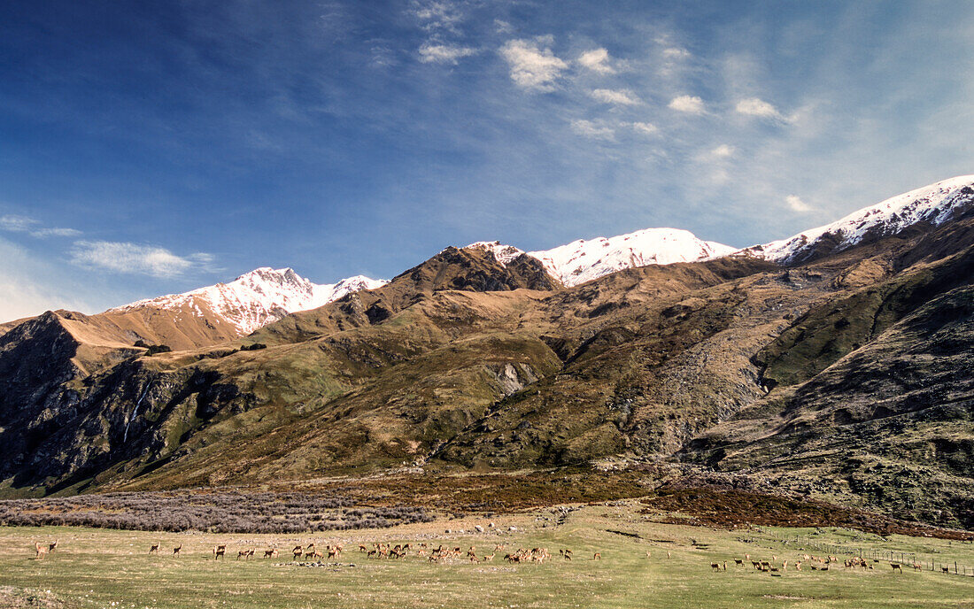 Hirschfarm am Fuße des schneebedeckten Mount Aspiring - Neuseeland