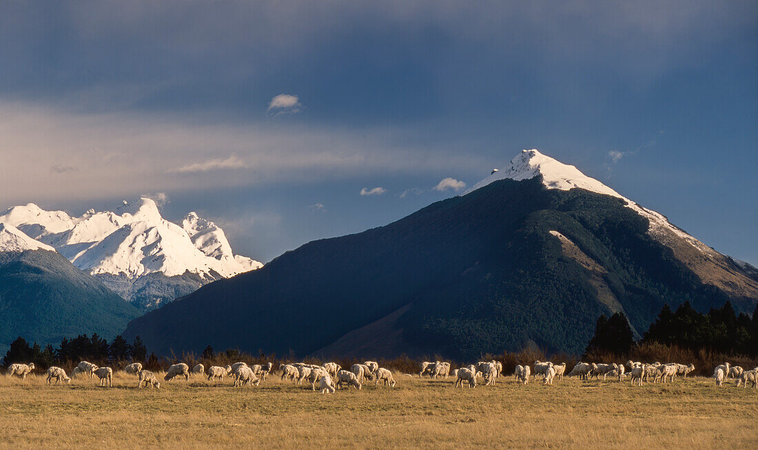 Sheep farm at the base of snow capped Mount Ernslaw - New Zealand