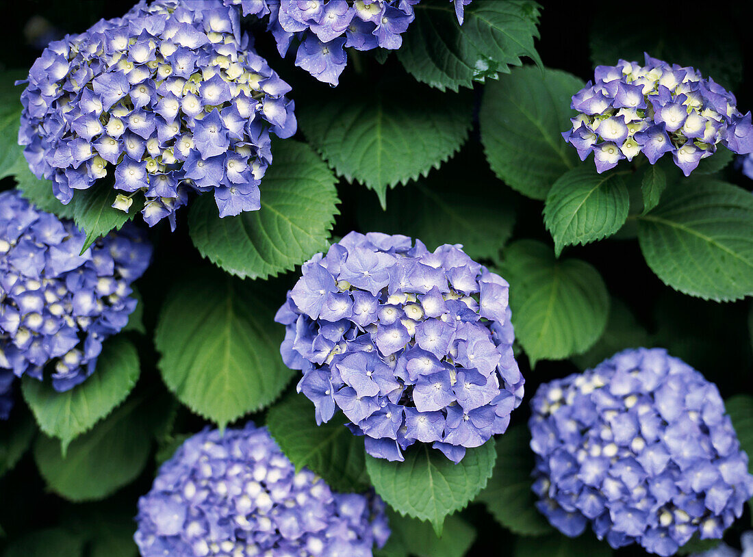 Bush full of large blue hydrangea flower heads