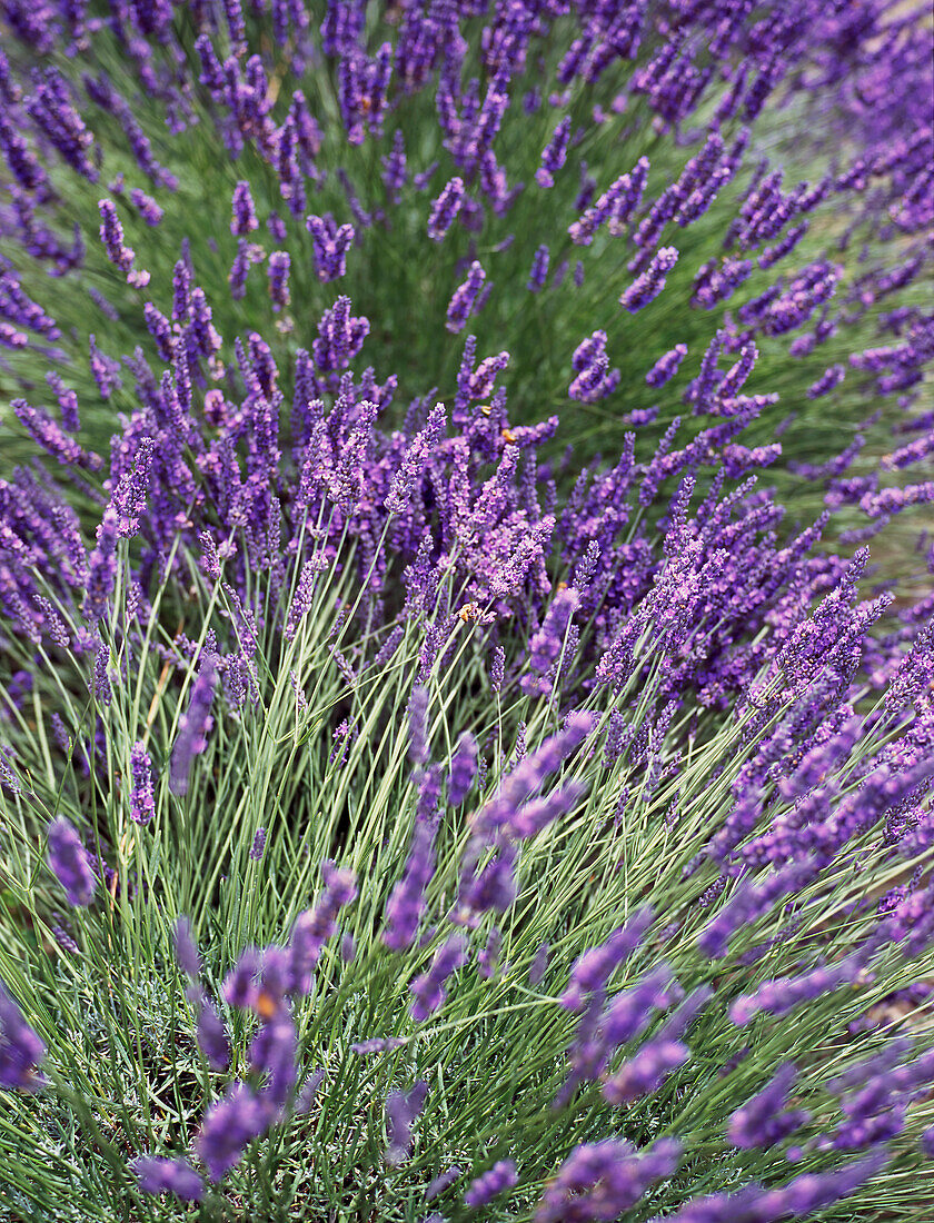 Lavendelfeld in voller Blüte