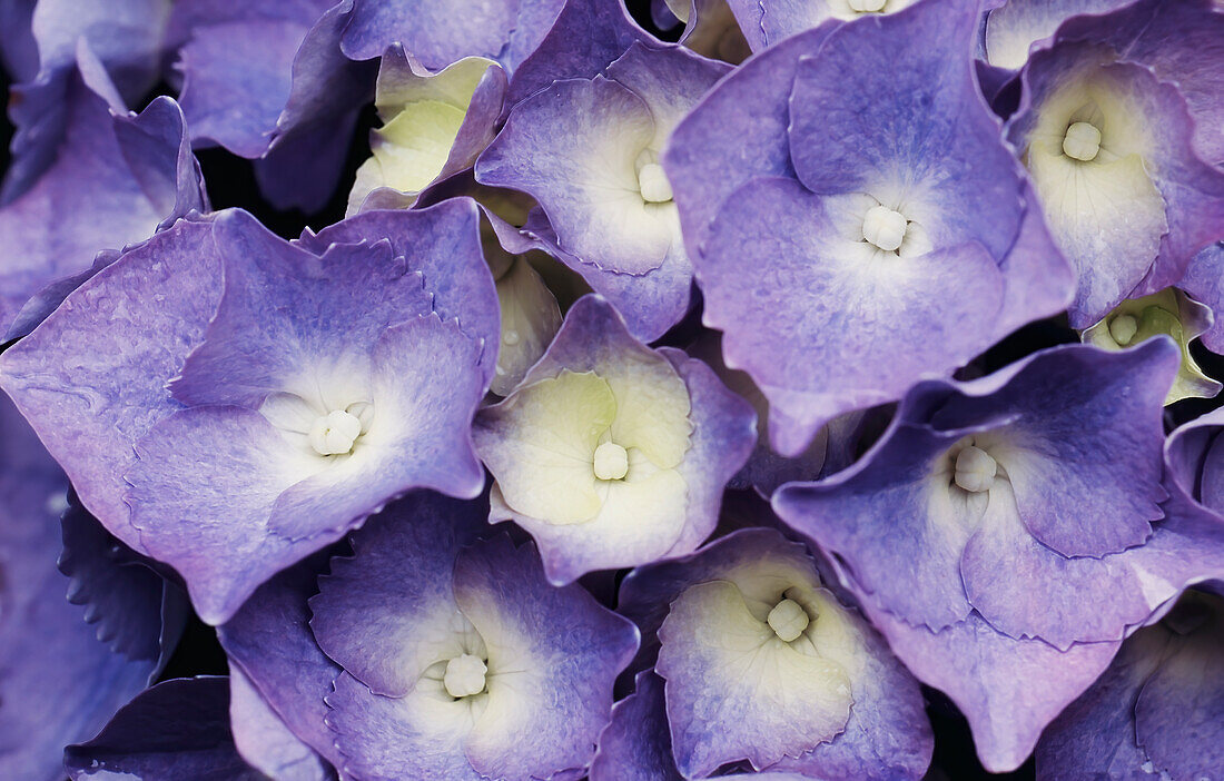 Nahaufnahme des lavendelfarbenen Hortensie-Blütenkopfes