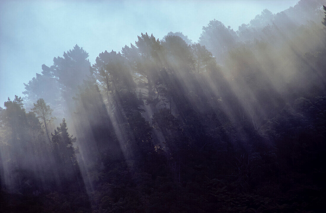 Sunrays streaming through tall trees and native bushland