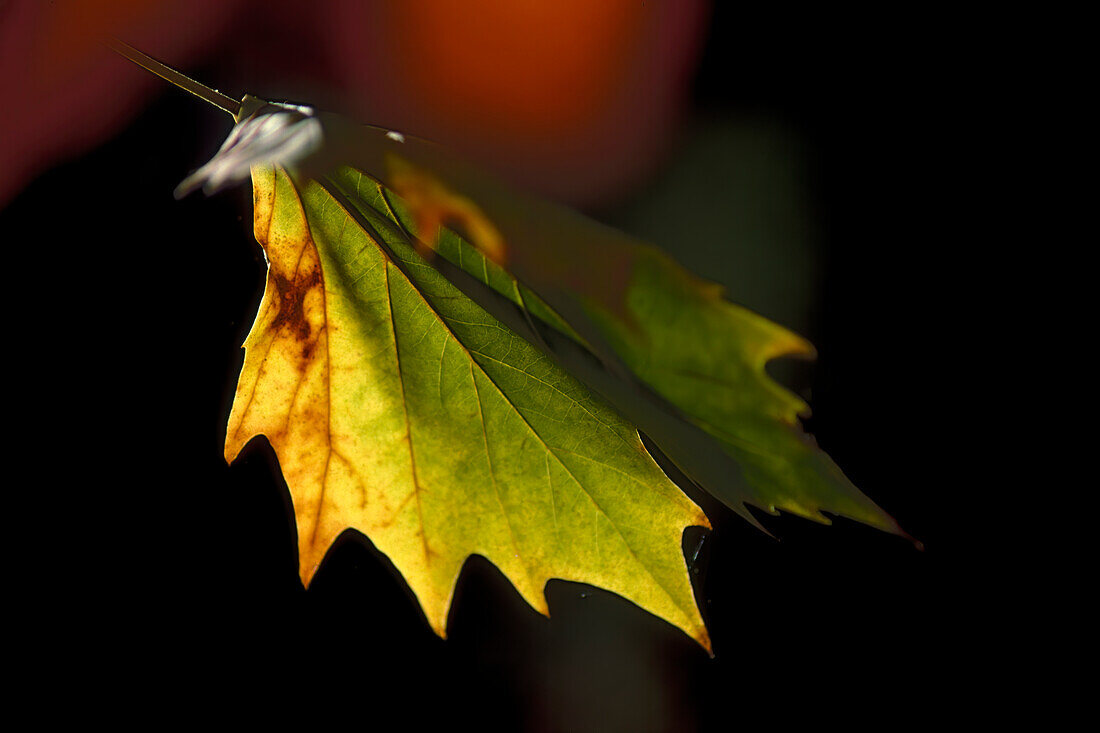 Close up of leaf turn into autumn colours