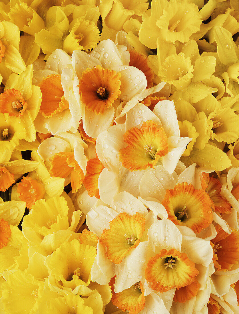 Close up of water dropplets on different daffodils in full bloom