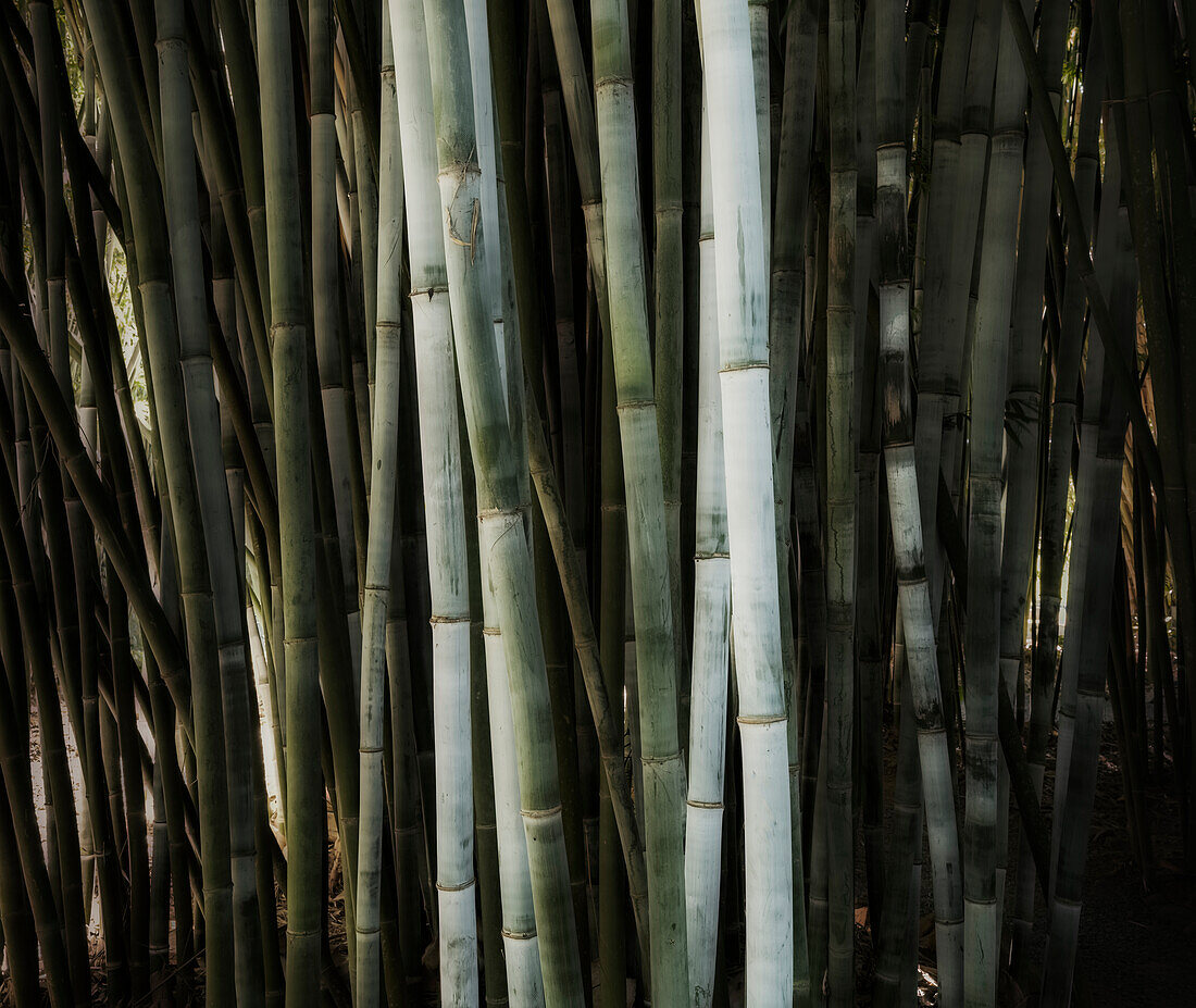 Close up of Bamboo