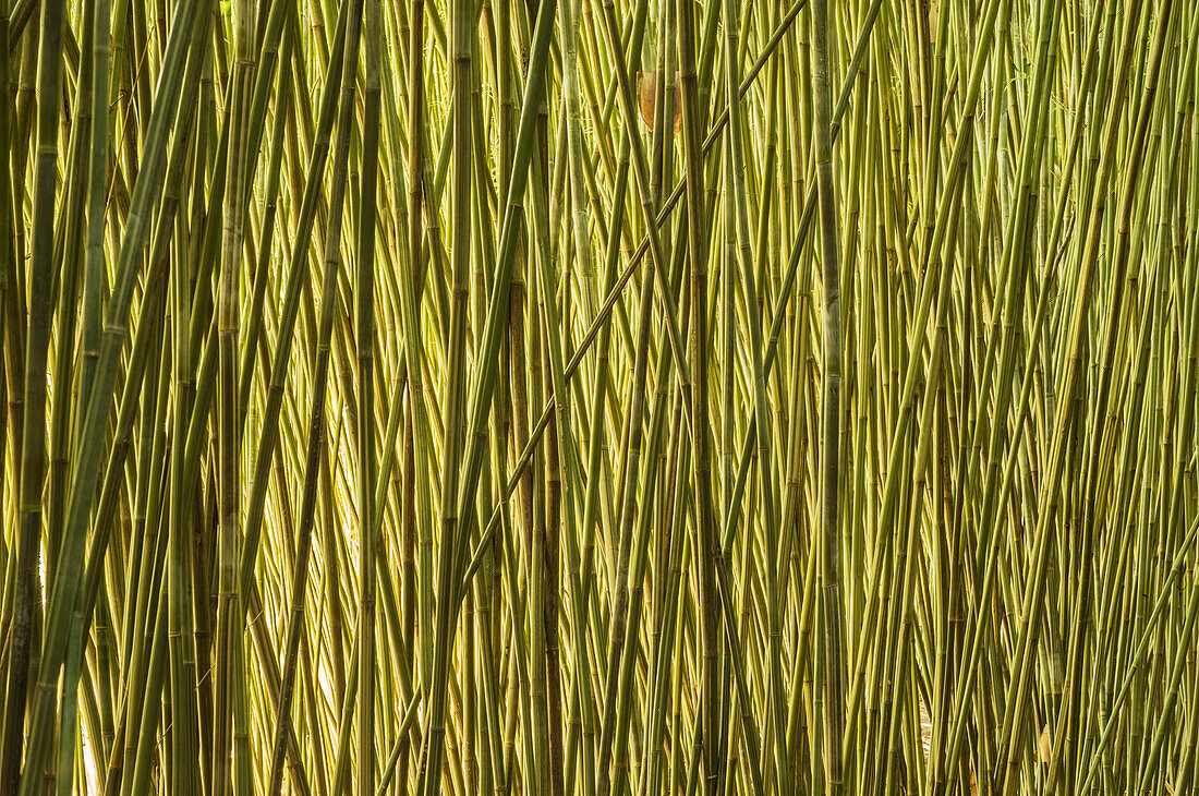 Wall of mature giant bamboo canes