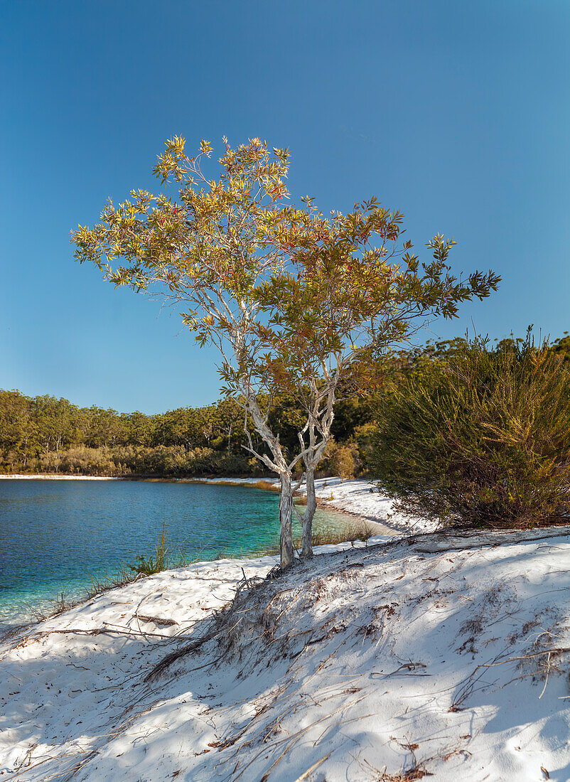 Unberührtes Wasser des Lake McKenzie auf Fraser Island