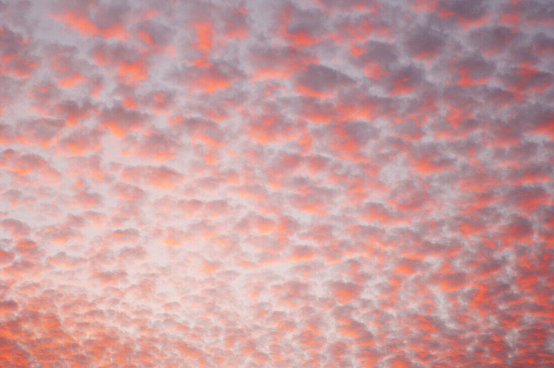 Small pink clouds in evening sky