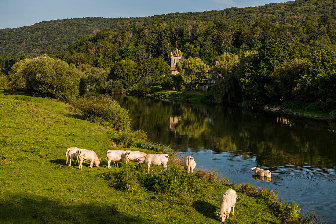 Kühe am Fluss, Chalèze, bei Besancon, Doubs, Franche-Comte, Jura, Frankreich