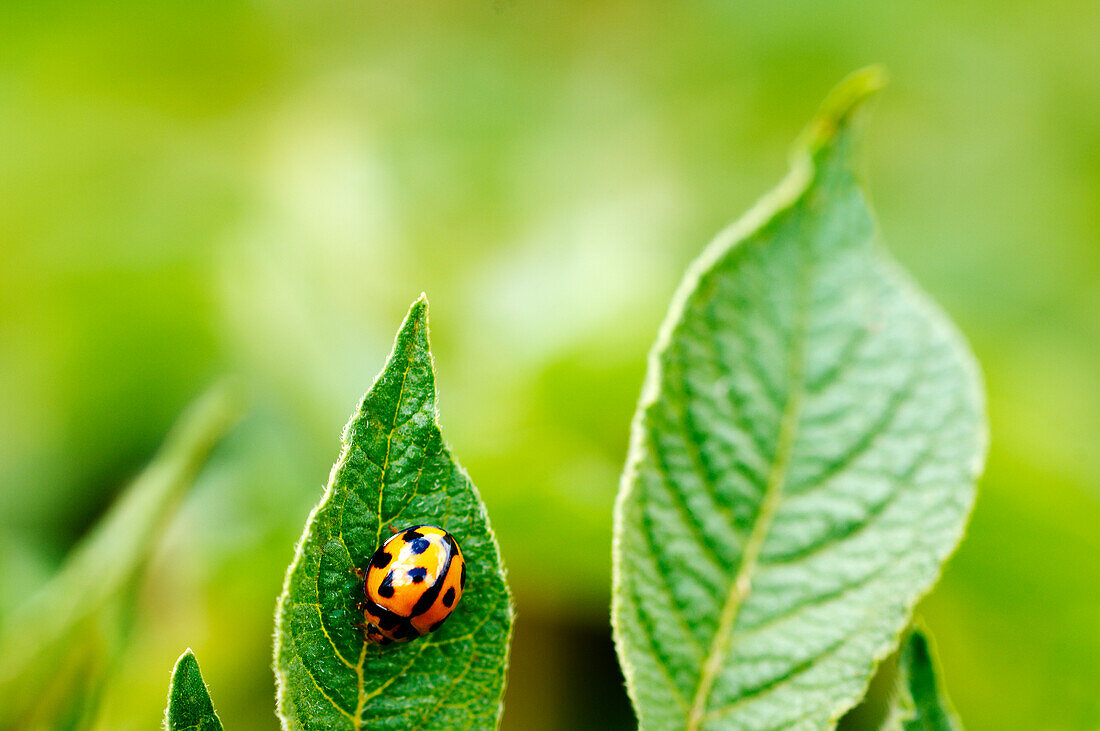 Marienkäfer auf einem grünen Blatt