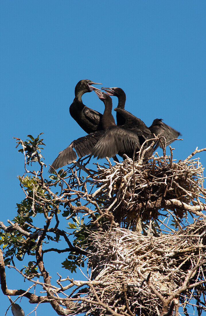 New Zealand black shags in nest high in tree against blue sky