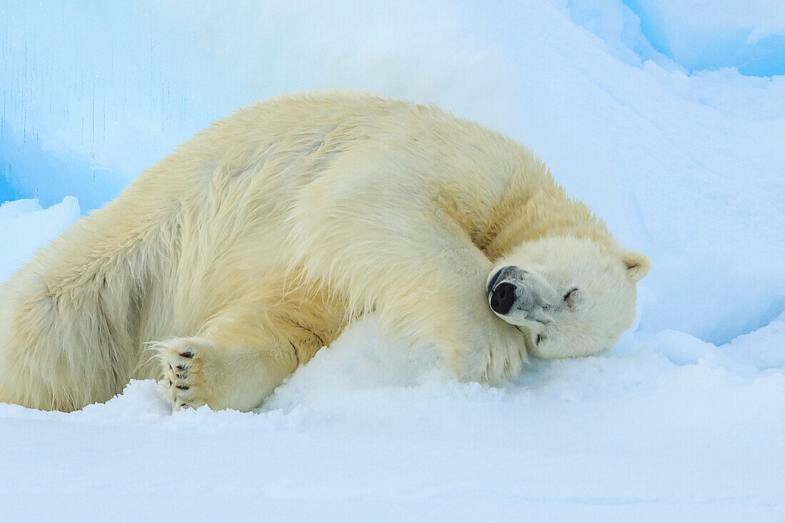 Eisbär (Ursus Maritimus) schläft auf Packeis, Spitzbergen, Norwegen