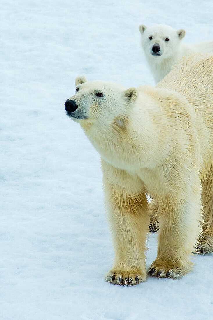 Eisbär (Ursus Maritimus) Mutter und Jungtier auf Packeis, Svalbard, Norwegen