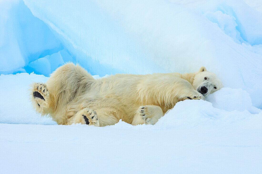 Polar bear (Ursus maritimus) sleeping on pack ice, Svalbard, Norway