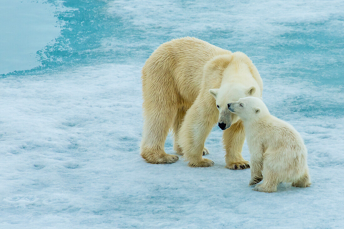 Eisbär (Ursus Maritimus) Mutter und Jungtier auf Packeis, Svalbard, Norwegen