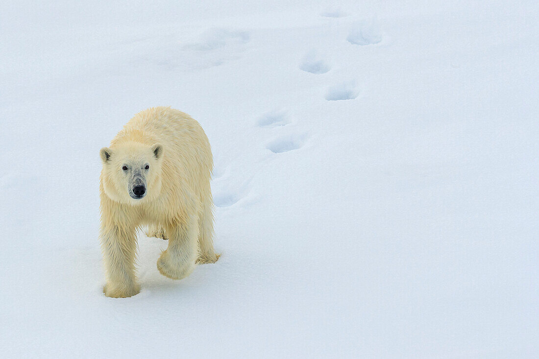 Polar bear (Ursus maritimus) walking in fresh snow making foot prints, Svalbard, Norway