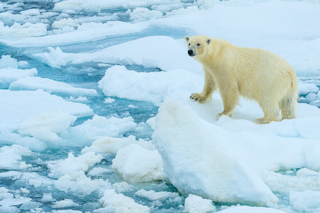 Eisbär (Ursus Maritimus) stehend auf Eisscholle, Svalbard, Norwegen