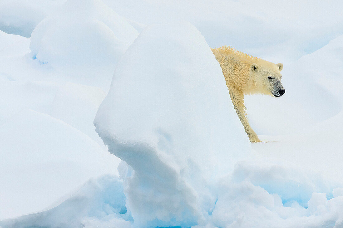 Eisbär (Ursus Maritimus) beim Spaziergang auf Packeis, Svalbard, Norwegen