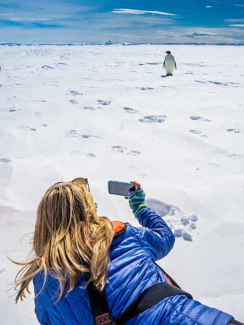 iPhone photographer and Emperor Penguin (Aptenodytes forsteri) on sea ice, Weddell Sea, Antarctica