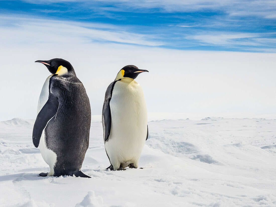 Emperor Penguins (Aptenodytes forsteri) on sea ice, Weddell Sea, Antarctica