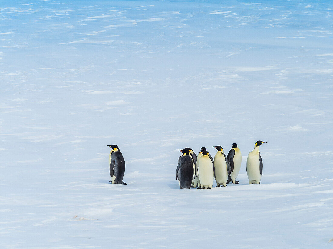 Gruppierung von Kaiserpinguinen (Aptenodytes Forsteri) auf Meereis, Weddellmeer, Antarktis