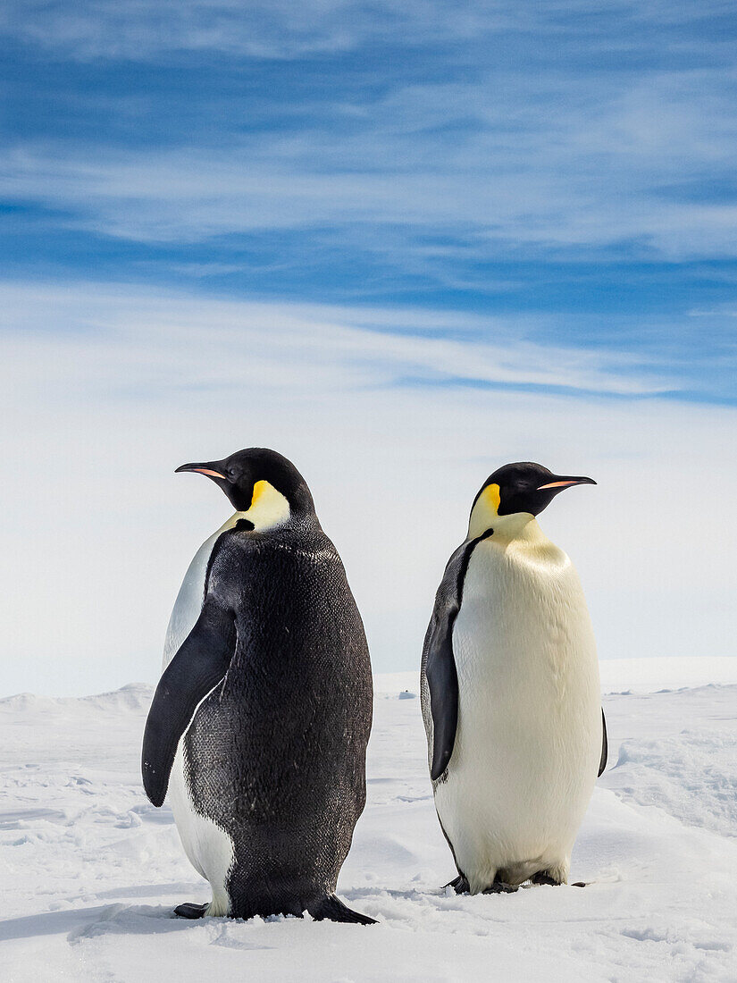 Emperor Penguins (Aptenodytes forsteri) on sea ice, Weddell Sea, Antarctica