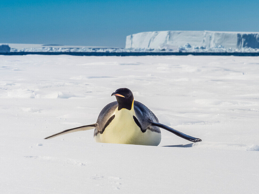 Kaiserpinguin (Aptenodytes forsteri) taboggoning auf Meereis, Weddellmeer, Antarktis