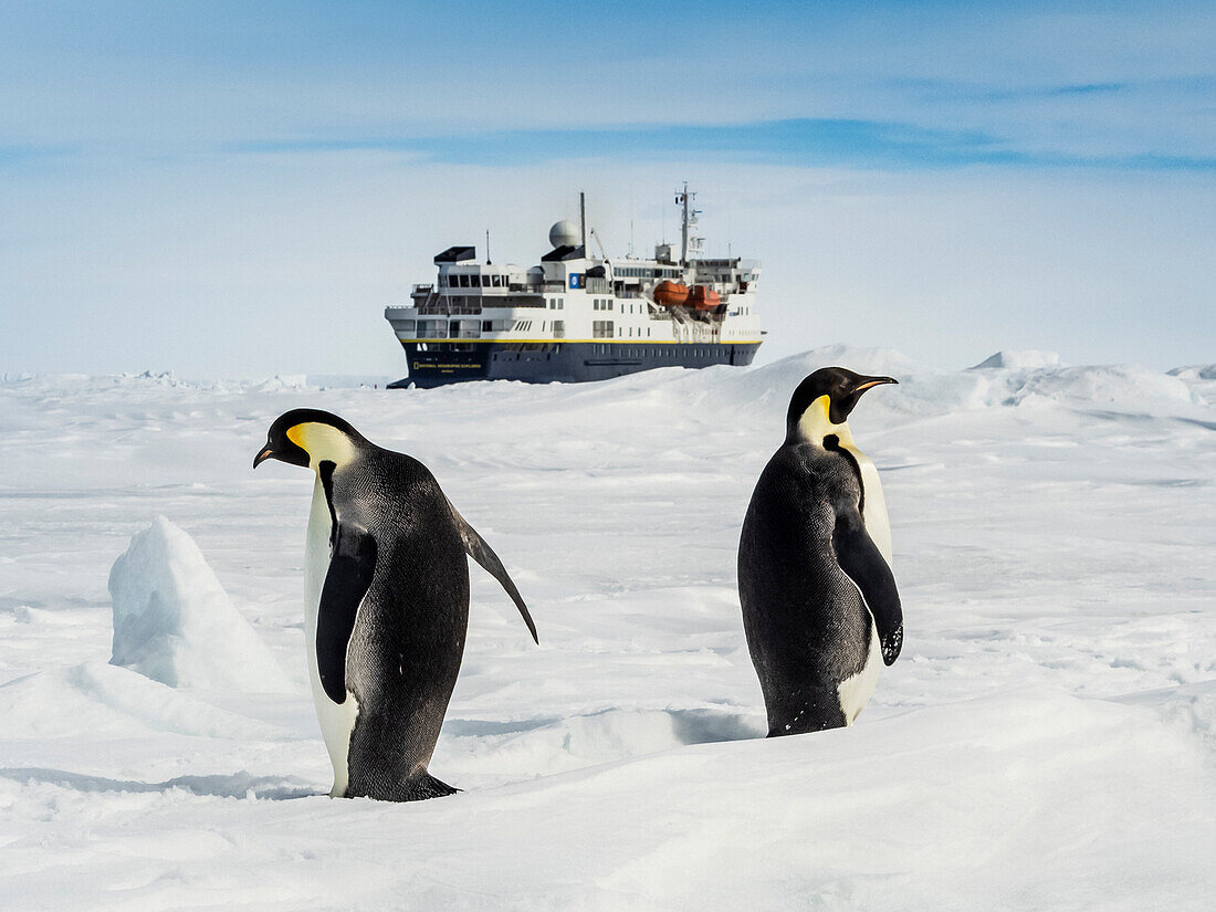 Emperor Penguins (Aptenodytes forsteri) and National Geographic Explorer, Weddell Sea, Antarctica