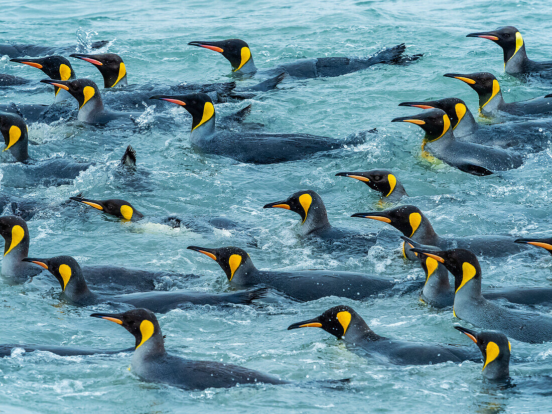 Königspinguine (Aptenodytes Patagonicus) in der Brandung an der St. Andrews Bay, Südgeorgien