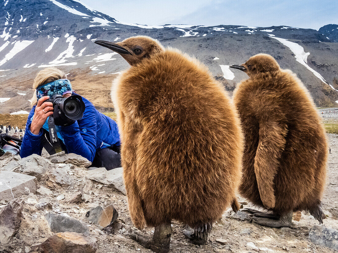 Photographer and Oakum Boys, King Penguin (Aptenodytes patagonicus) at St. Andrews Bay, South Georgia